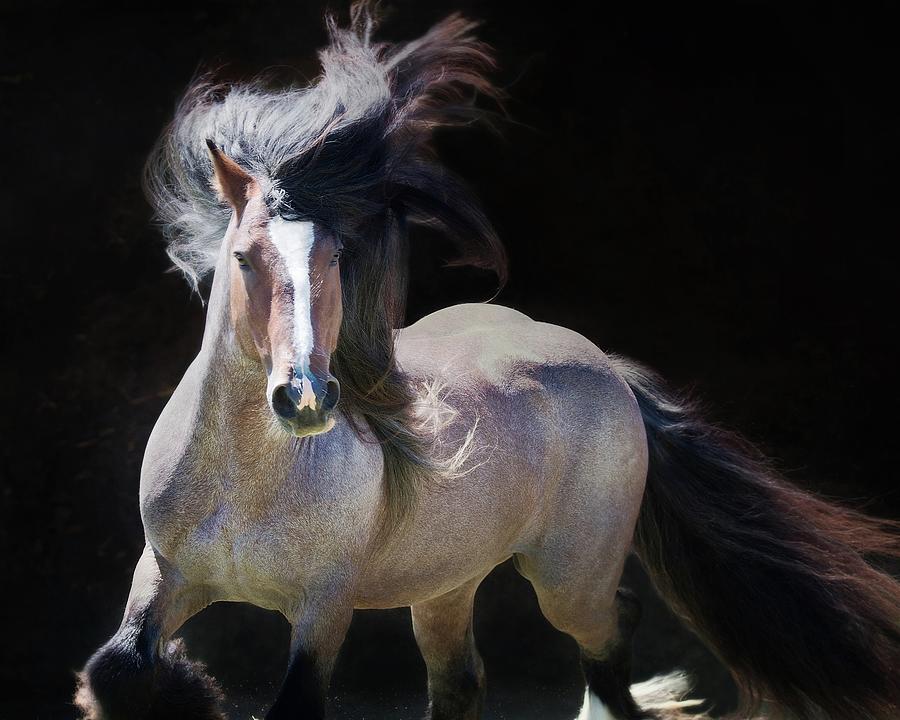 Horse Photograph - Gypsy Stallion by Kristi Johnson