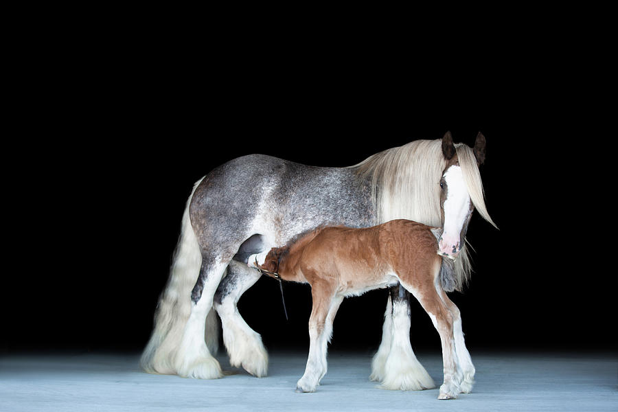 Gypsy Vanner With Foal Photograph By Anett Mindermann Fine Art America