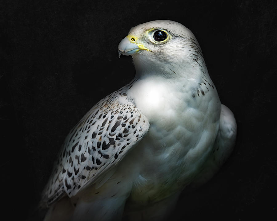 Falcon Photograph - Gyrfalcon Portrait II by Santiago Pascual Buye