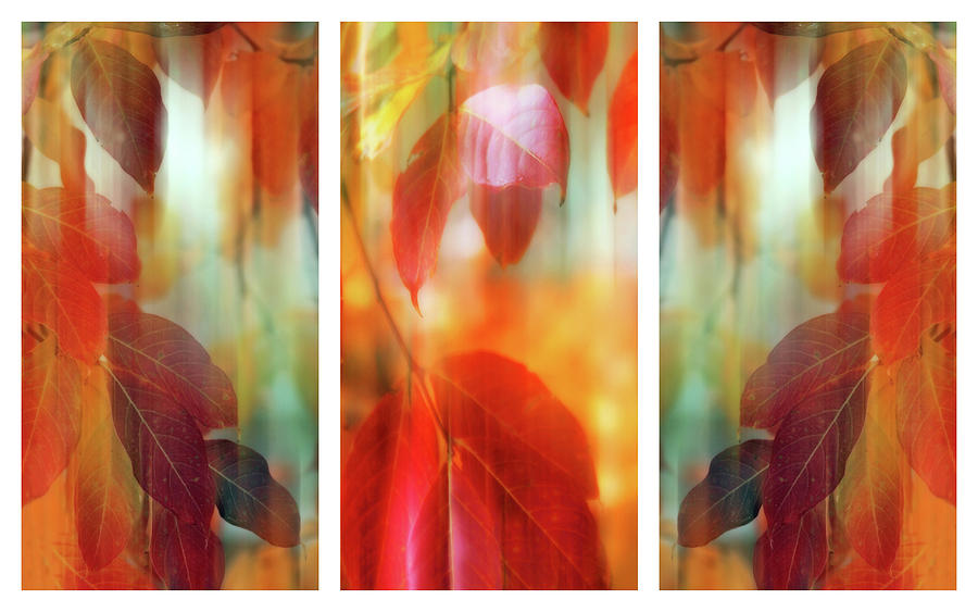 Leaves Photograph - Lingering Leaves Triptych II by Jessica Jenney Leaves Photograph - Lingering Leaves Triptych II by Jessica Jenney