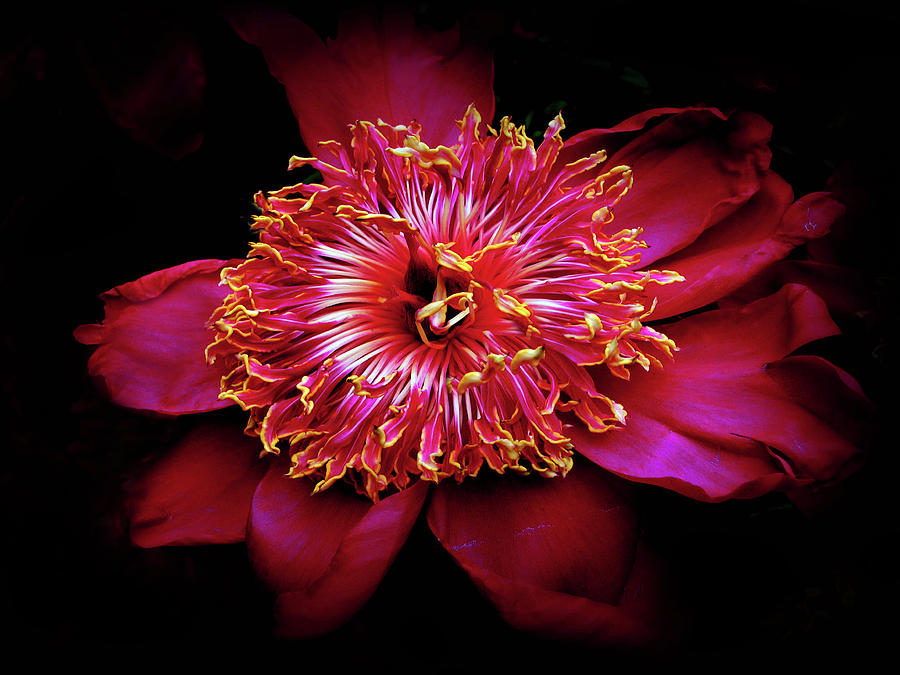 Peony Photograph - Pomp And Peony by Jessica Jenney Peony Photograph - Pomp And Peony by Jessica Jenney