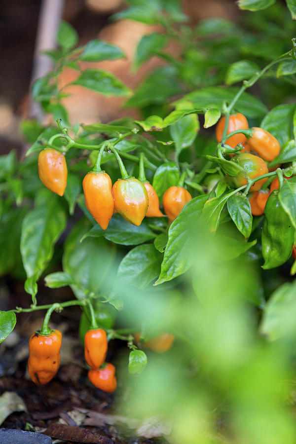 Habanero Chillis Photograph by Great Stock!