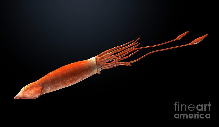 Haboroteuthis Extinct Squid Photograph by Masato Hattori/science Photo ...