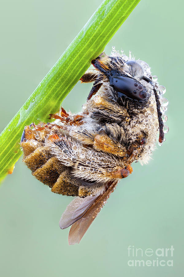Habropoda Bee Photograph by Science Photo Library Habropoda Bee Photograph by Science Photo Library