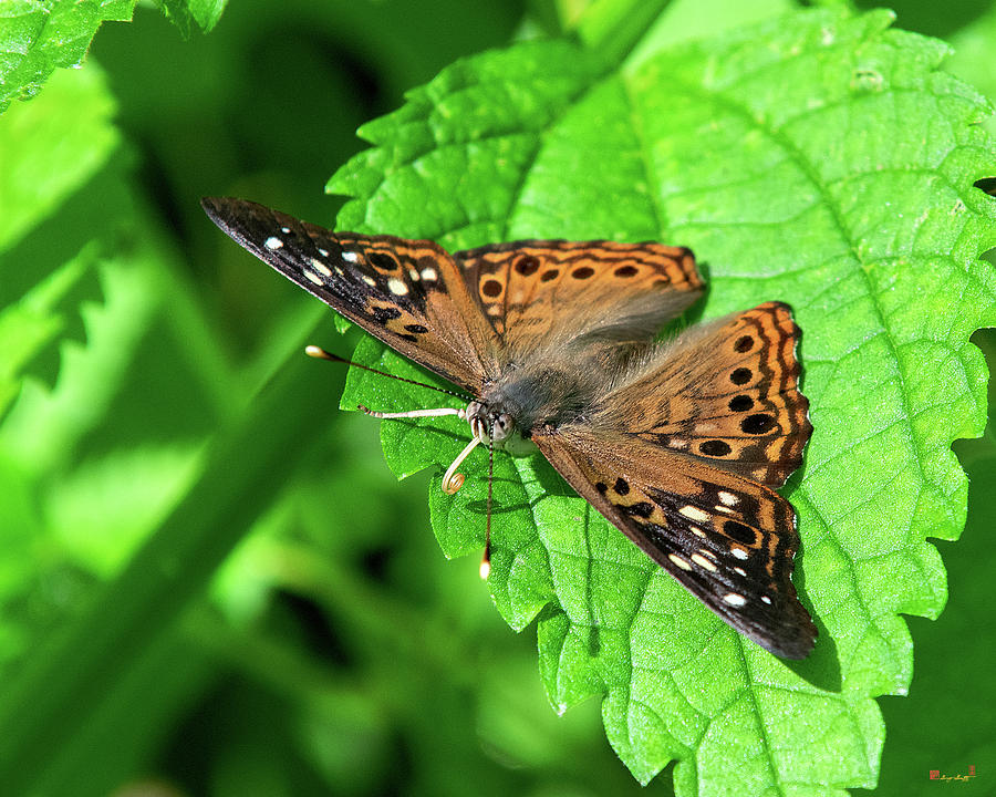 Hackberry Emperor Butterfly DIN0287 Photograph by Gerry Gantt