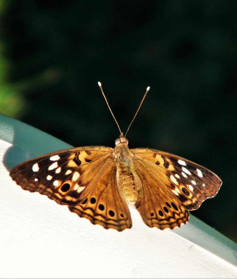 Hackberry Emperor Butterfly Image 2 August Indiana Photograph by Rory