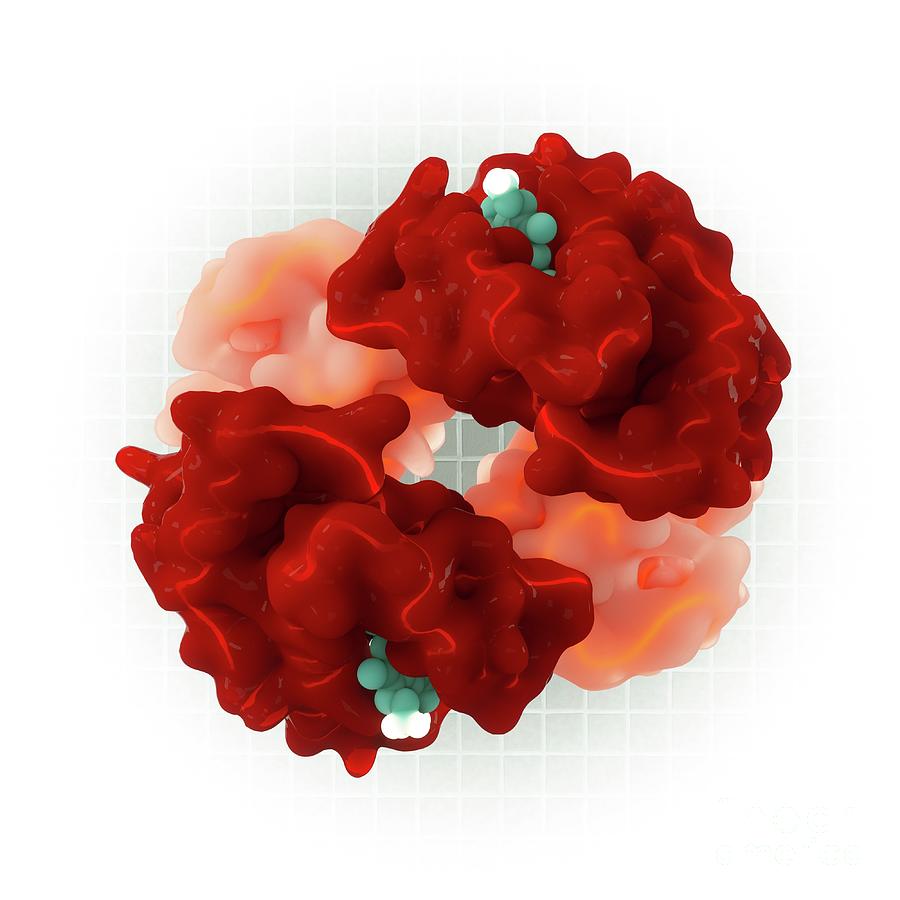 Haemoglobin Structure Photograph by Sci-comm Studios/science Photo ...