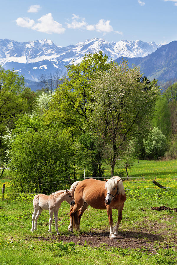 Haflinger Horses Near Murnau, Wetterstein Mountains, Alps, Upper Bavaria, Germany Photograph by Konrad Wothe