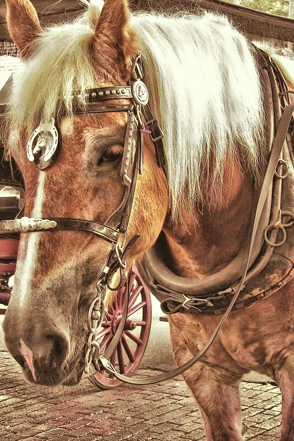 Haflinger Pony Photograph by Dressage Design