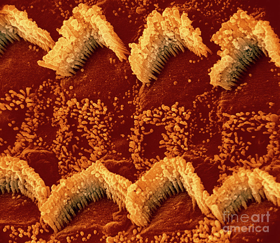 Hair Cells In A Mammal Cochlea Photograph by Dr. Richard Kessel And Dr. Gene Shih / Science Photo Library
