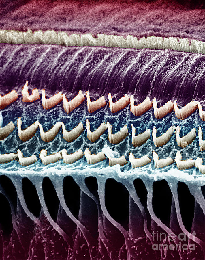 Hair Cells In A Mammal Cochlea Photograph by Dr. Richard Kessel & Dr. Randy Kardon / Science Photo Library