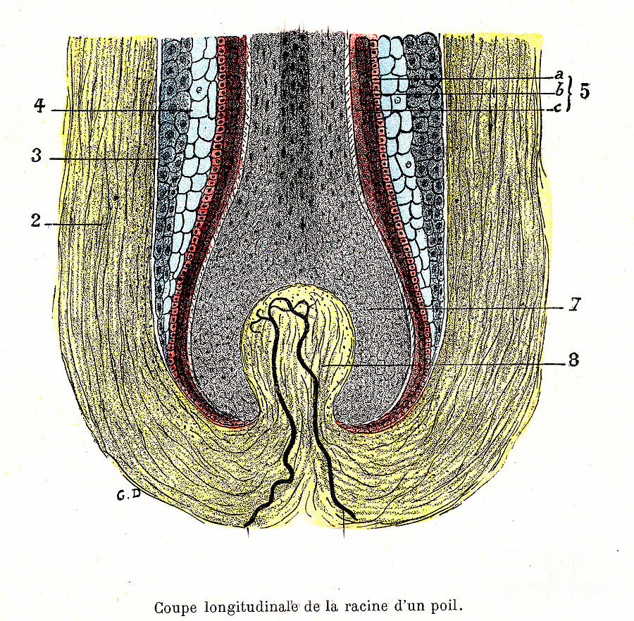 Hair Follicle Photograph by Collection Abecasis/science Photo Library ...