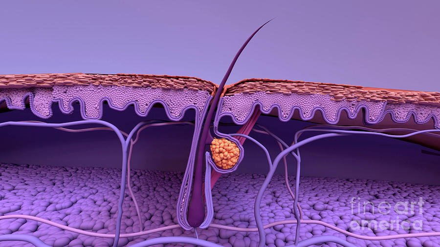 Hair Follicle Photograph by Design Cells/science Photo Library - Fine ...