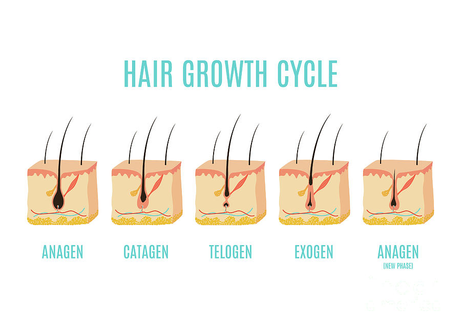 Hair Growth Phases Photograph by Art4stock/science Photo Library