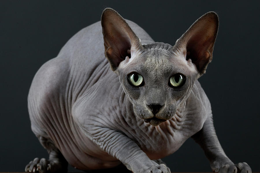 Hairless Cat Photograph by Peter Samuels