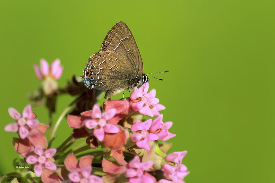 Hairstreak Butterfly on Flowers Photograph by Christina Rollo