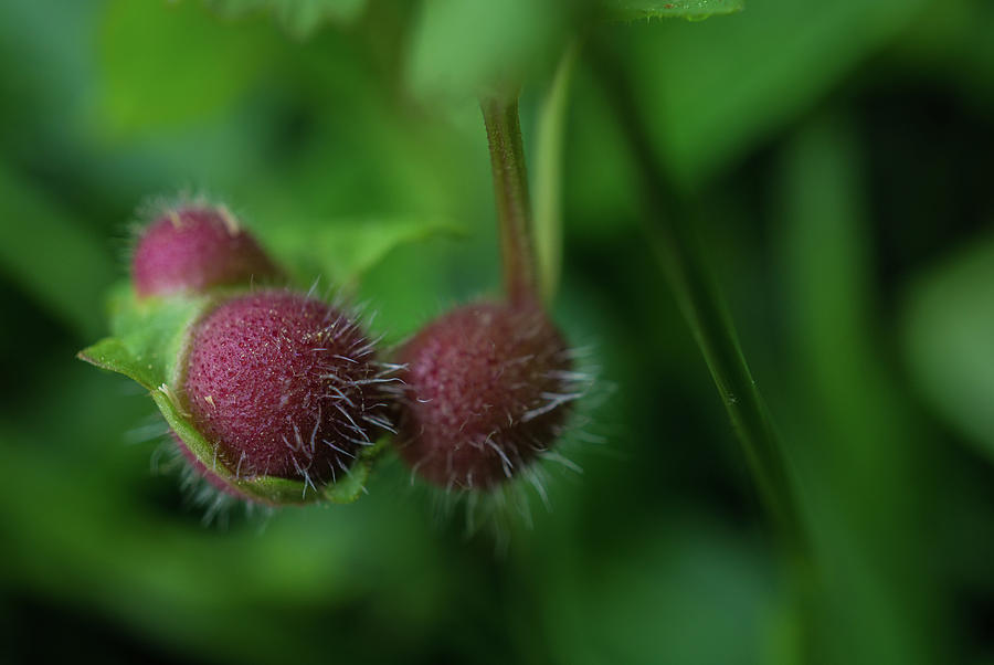 Hairy Balls Photograph by Linda Howes