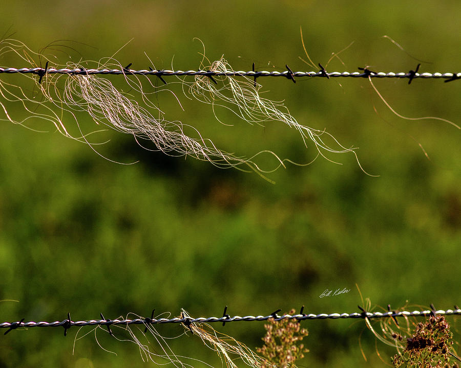 Hairy Barb Wire Photograph by Bill Kesler
