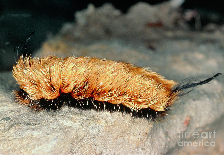 Hairy Flannel Moth Caterpillar (megalopygidae) Photograph by Vaughan Fleming/science Photo Library