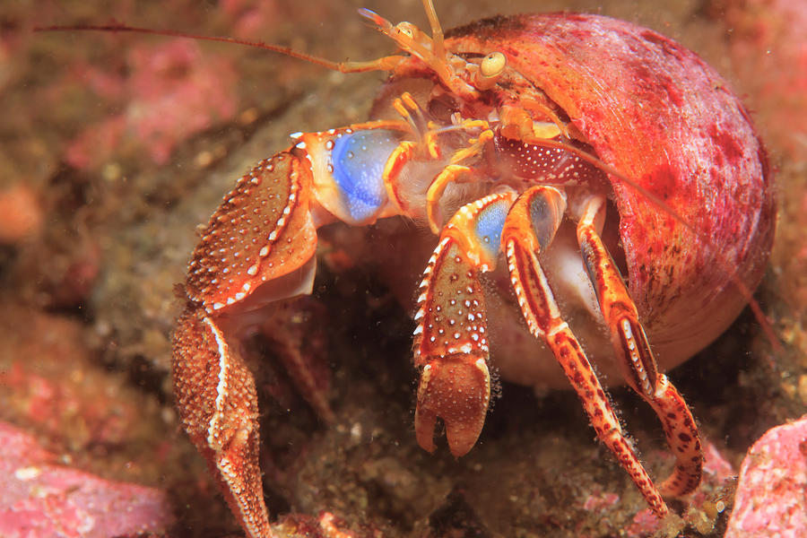 Hairy Hermit Crab, Admiralty Island Photograph by Stuart Westmorland ...