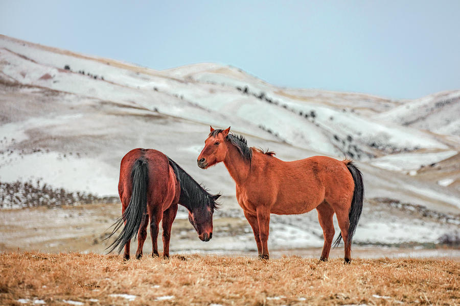 Hairy Horses Photograph by Todd Klassy