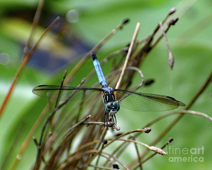 Hairy Legs - Blue Dasher Dragonfly Photograph