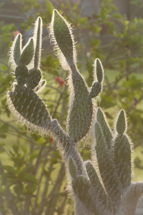 Hairy Opuntia cactus Photograph by Zina Stromberg