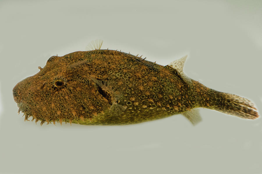 Hairy Pufferfish Tetraodon Baileyi Photograph by Dante Fenolio