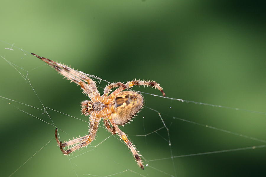 Hairy Spider Photograph by Clayton Nadeau - Fine Art America