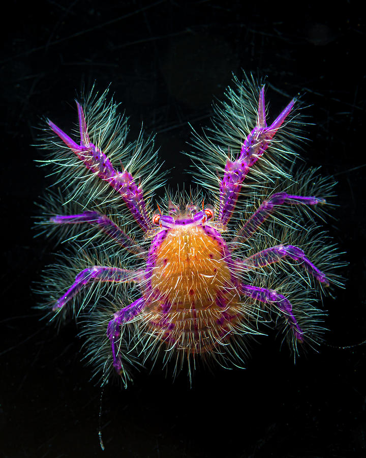 Hairy Squat Lobster Lauriea Siagiani Photograph by Bruce Shafer