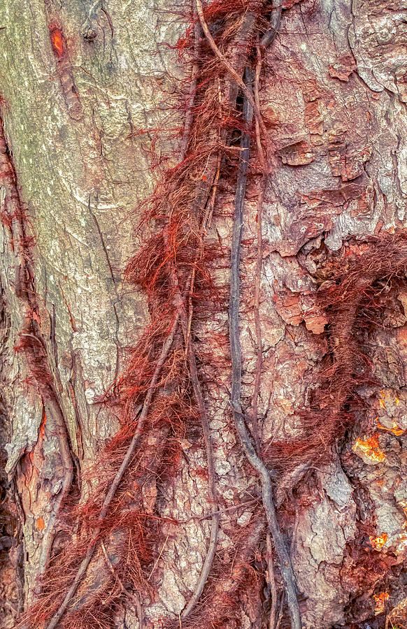 Hairy Vines And Bark Scales Photograph by Gary Slawsky