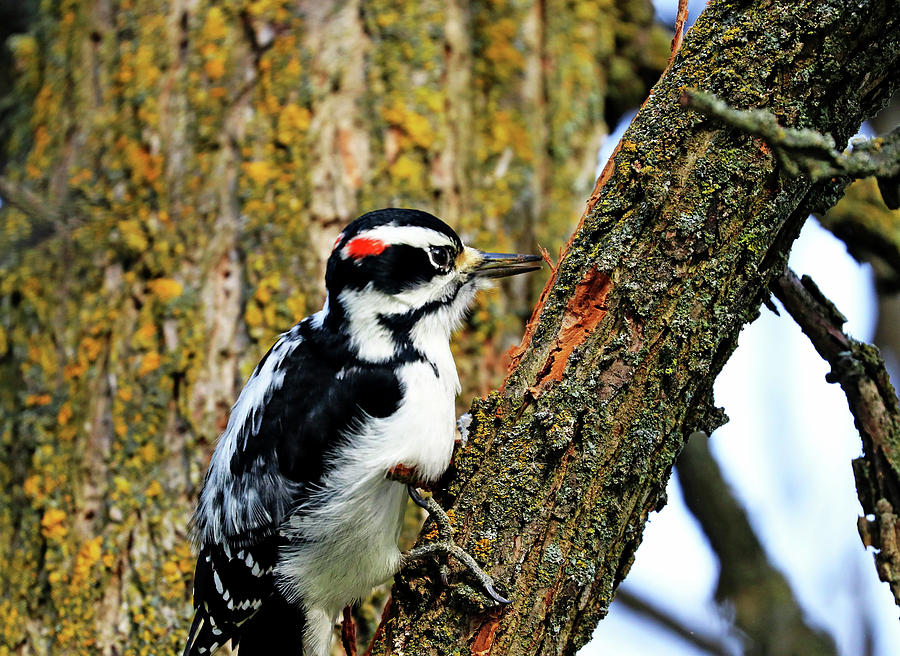 Hairy Woodpecker At Work Photograph