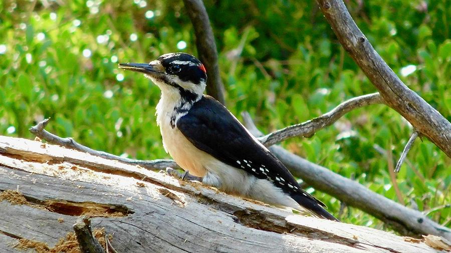 Hairy Woodpecker Photograph by Dan Miller