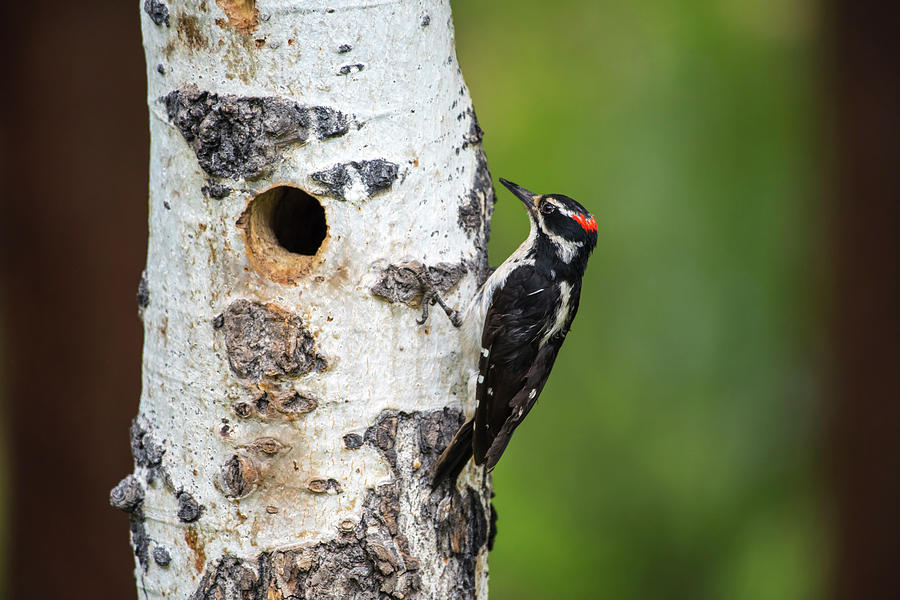 Hairy Woodpecker Photograph by David Morefield