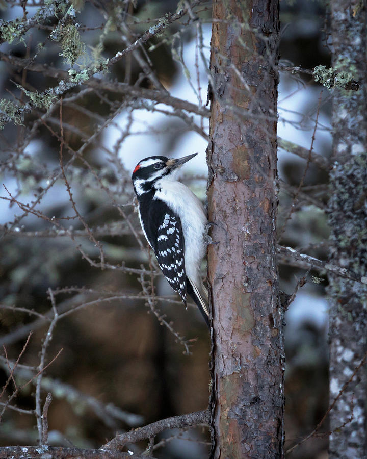 Hairy Woodpecker in the Bog Photograph by Susan Rissi Tregoning