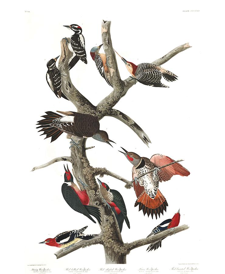 Hairy Woodpecker, Red-bellied Woodpecker, Red-shafted Woodpecker, Lewis Woodpecker, Red-breasted Wo Painting