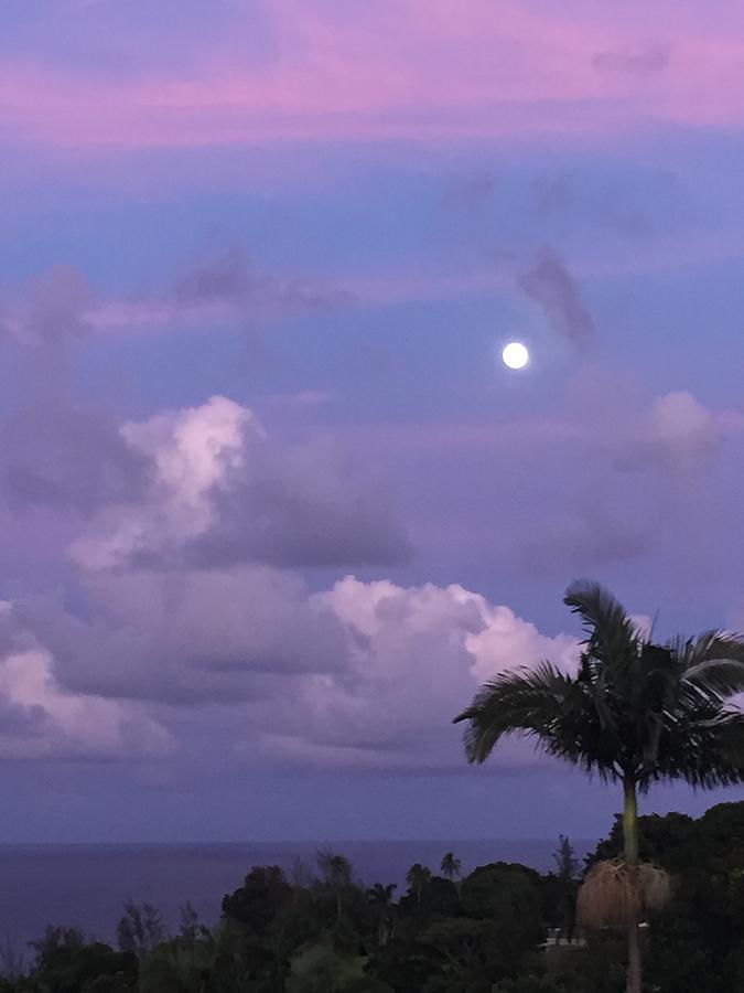 Pink sky near dusk at moon rise  Photograph by Lehua Pekelo-Stearns