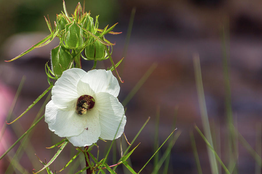 Halberd leaf Rosemallow by Randy Bayne Halberd leaf Rosemallow by Randy Bayne