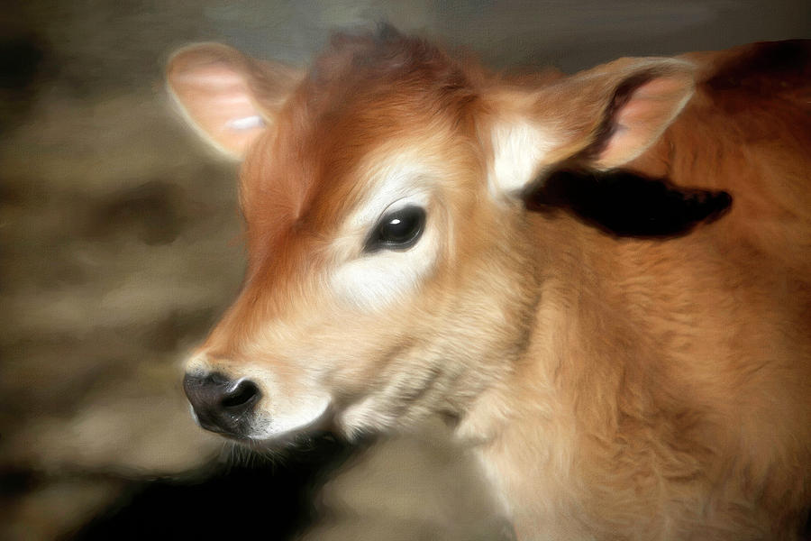 Farm Animals Photograph - Half a Calf by Donna Kennedy