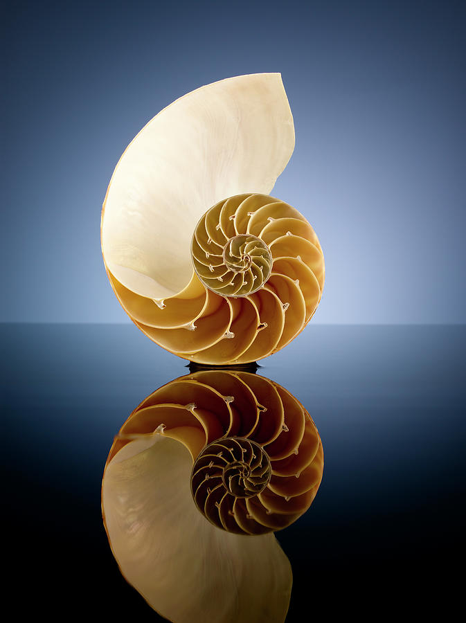 Half A Nautilus Shell In A Pool Of Water Photograph by Chris Stein