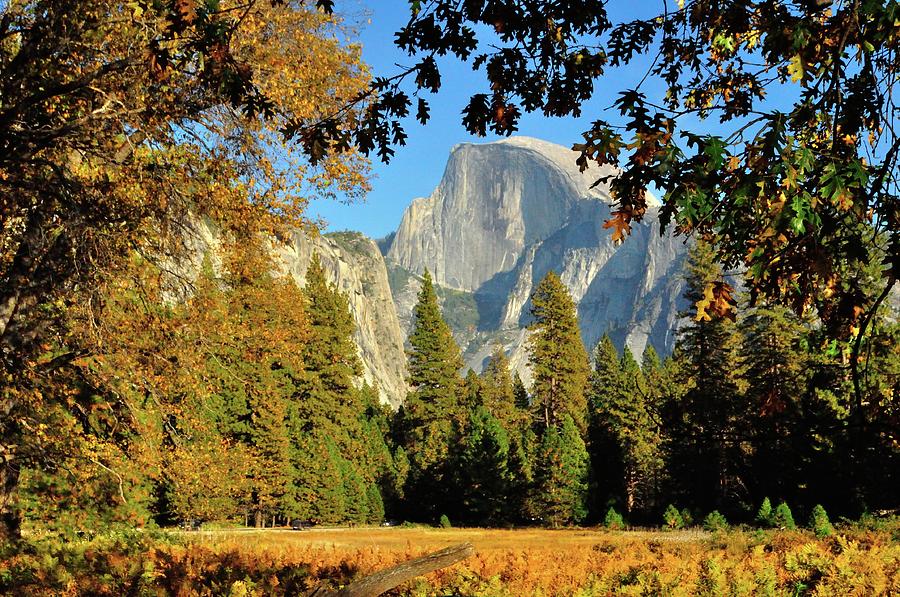 Half Dome Framed By Fall Colors Photograph by Sandy L. Kirkner