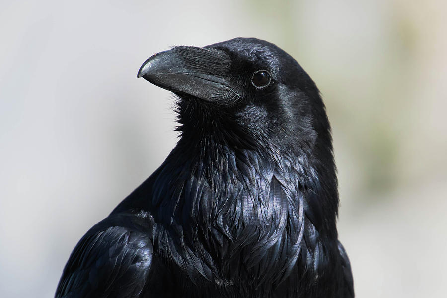 Half Dome Raven Photograph by Steven A Bash - Fine Art America