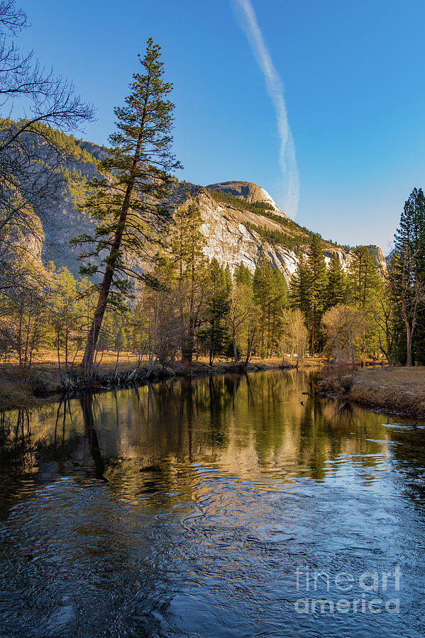Half dome with Leaning Tree Photograph by Roslyn Wilkins