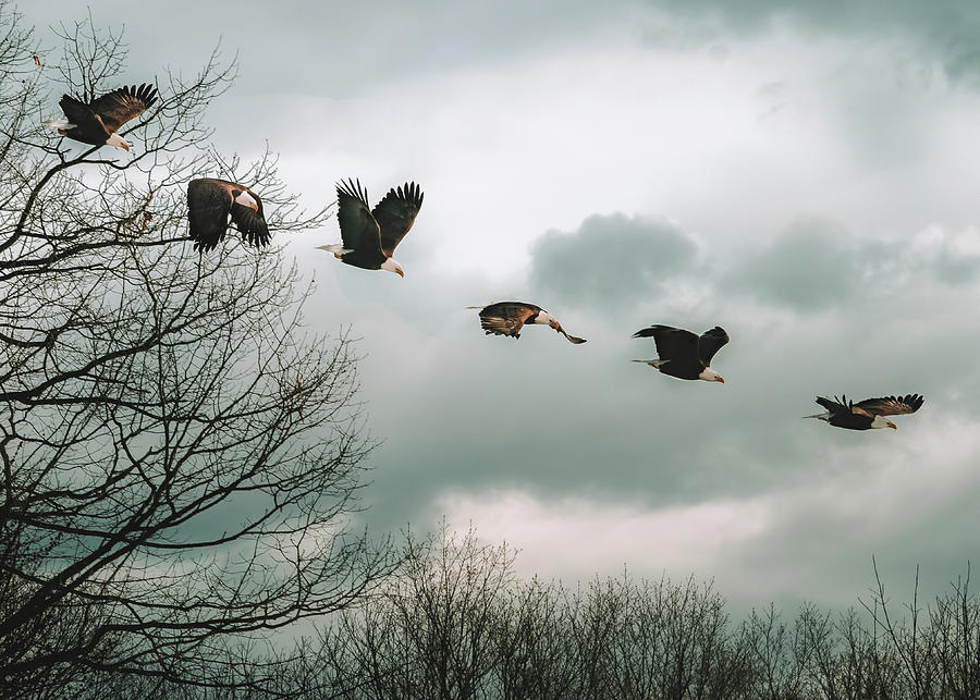 Eagle Photograph - Half second of flight by Bob Orsillo