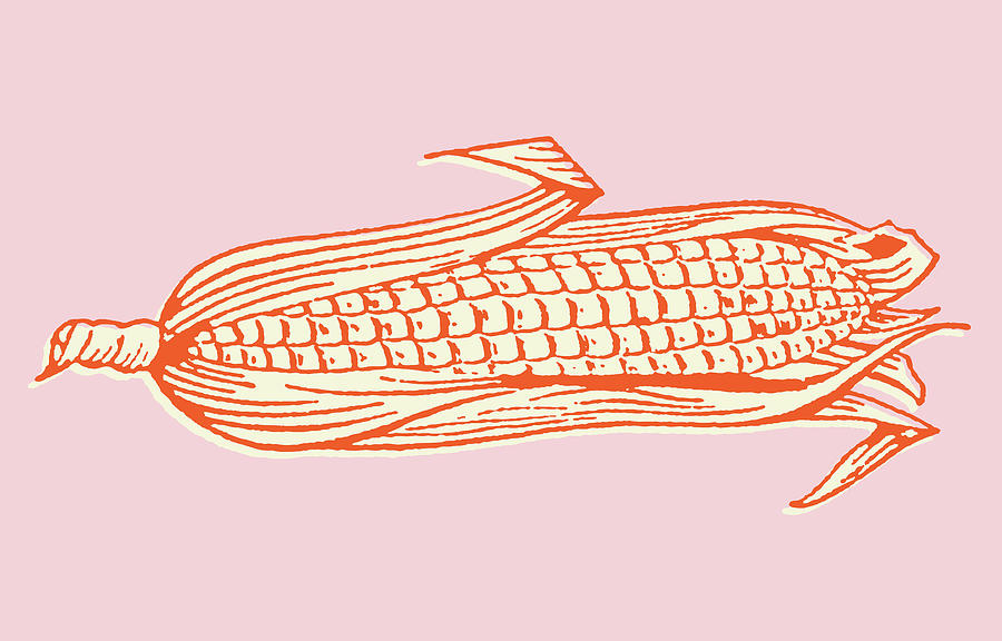 Vintage Drawing - Half-Shucked Ear of Corn by CSA Images