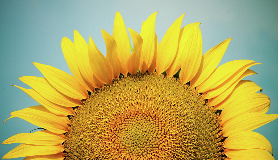 Half Sunflower Over Blue Sky Photograph by Barbara Pinter Photography