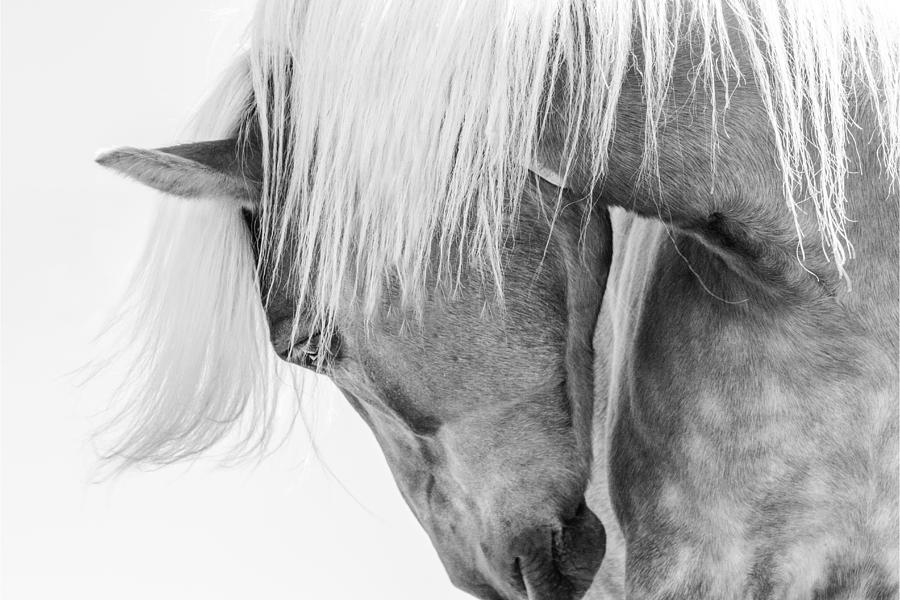 Halflinger Portrait Photograph by Kimberly Halflinger Portrait Photograph by Kimberly