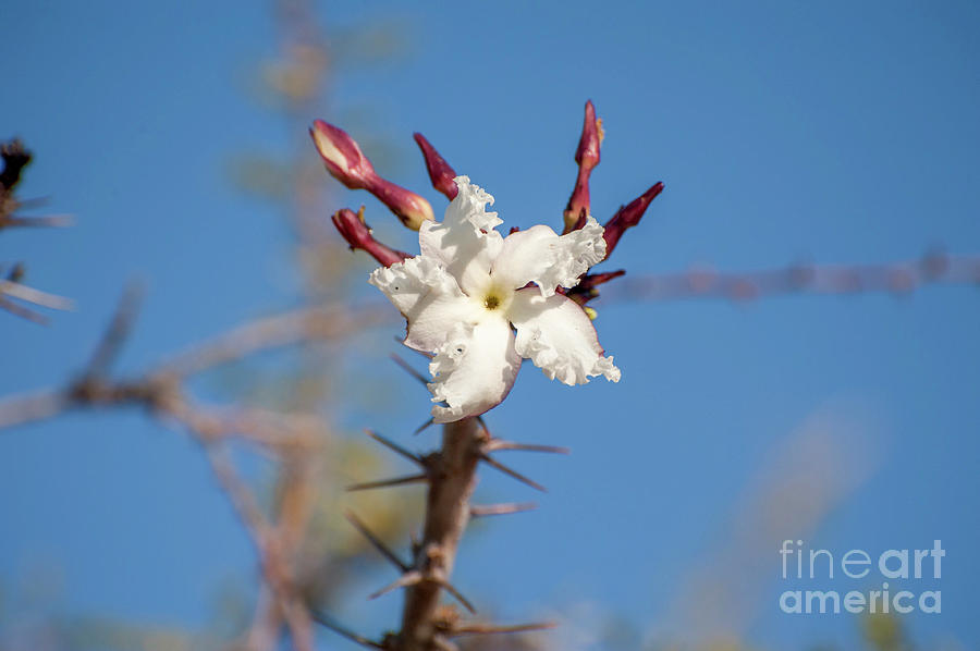 Halfmens flowers j2 Photograph by Amos Gal | Fine Art America