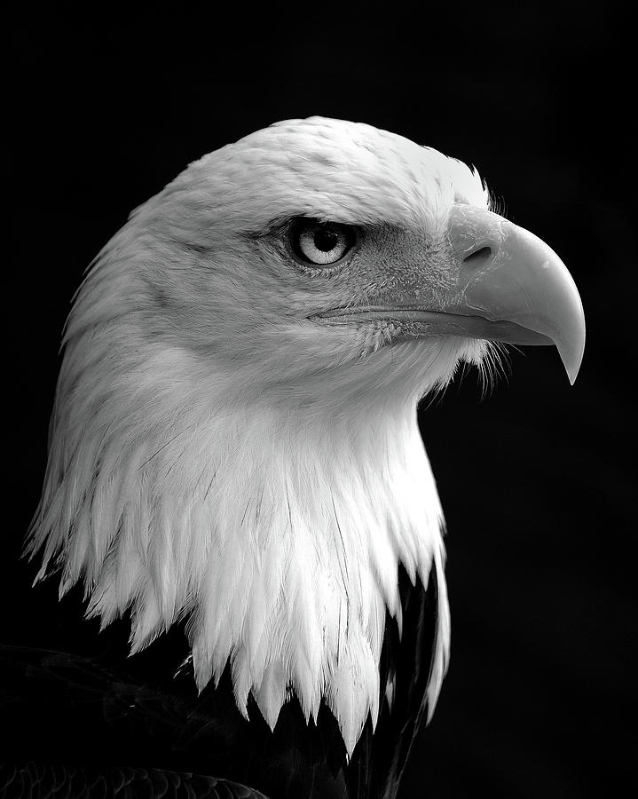 Haliaeetus Leucocephalus Bald Eagle Photograph by Saffron Blaze