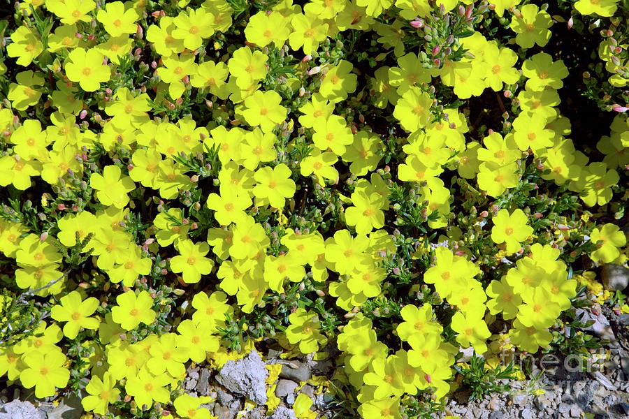 Halimium Libanotis Flowers Photograph by Dr Keith Wheeler/science Photo Library
